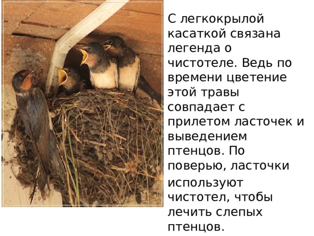 С легкокрылой касаткой связана легенда о чистотеле. Ведь по времени цветение этой травы совпадает с прилетом ласточек и выведением птенцов. По поверью, ласточки используют чистотел, чтобы лечить слепых птенцов. 