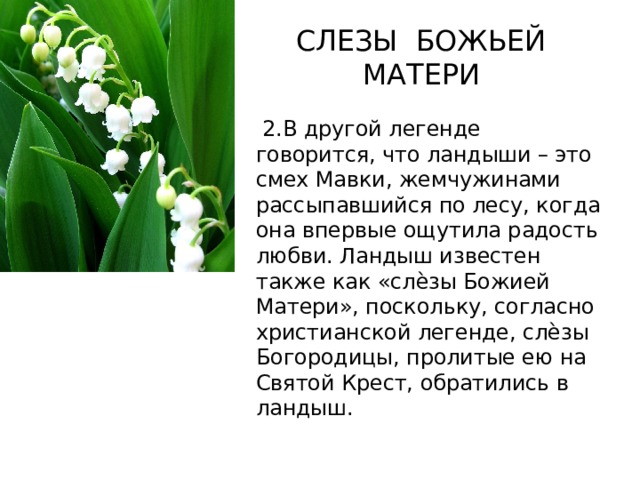 СЛЕЗЫ БОЖЬЕЙ МАТЕРИ  2.В другой легенде говорится, что ландыши – это смех Мавки, жемчужинами рассыпавшийся по лесу, когда она впервые ощутила радость любви. Ландыш известен также как «слѐзы Божией Матери», поскольку, согласно христианской легенде, слѐзы Богородицы, пролитые ею на Святой Крест, обратились в ландыш. 