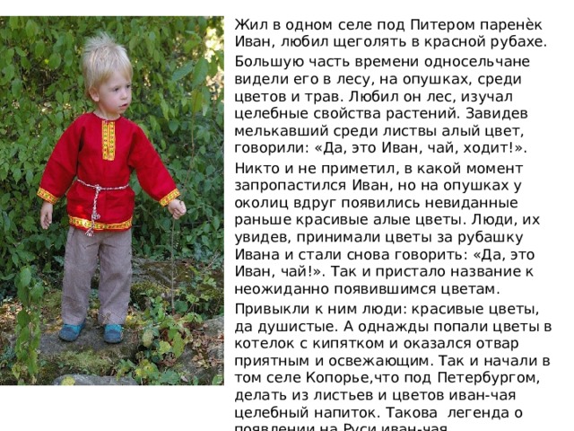 Жил в одном селе под Питером паренѐк Иван, любил щеголять в красной рубахе. Большую часть времени односельчане видели его в лесу, на опушках, среди цветов и трав. Любил он лес, изучал целебные свойства растений. Завидев мелькавший среди листвы алый цвет, говорили: «Да, это Иван, чай, ходит!». Никто и не приметил, в какой момент запропастился Иван, но на опушках у околиц вдруг появились невиданные раньше красивые алые цветы. Люди, их увидев, принимали цветы за рубашку Ивана и стали снова говорить: «Да, это Иван, чай!». Так и пристало название к неожиданно появившимся цветам. Привыкли к ним люди: красивые цветы, да душистые. А однажды попали цветы в котелок с кипятком и оказался отвар приятным и освежающим. Так и начали в том селе Копорье,что под Петербургом, делать из листьев и цветов иван-чая целебный напиток. Такова легенда о появлении на Руси иван-чая. 