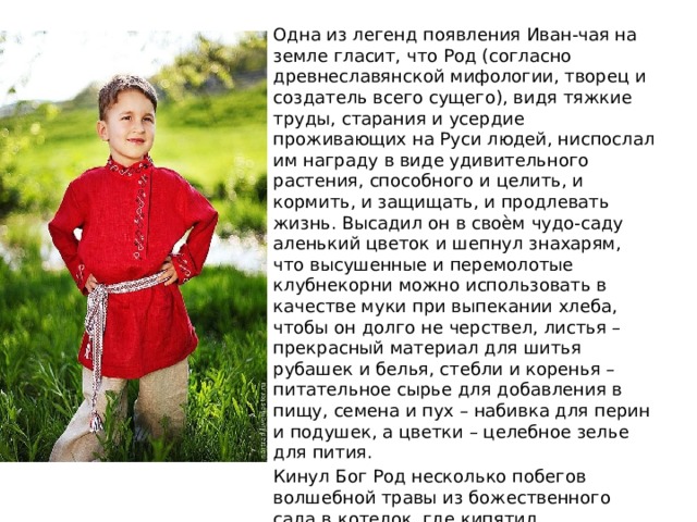 Одна из легенд появления Иван-чая на земле гласит, что Род (согласно древнеславянской мифологии, творец и создатель всего сущего), видя тяжкие труды, старания и усердие проживающих на Руси людей, ниспослал им награду в виде удивительного растения, способного и целить, и кормить, и защищать, и продлевать жизнь. Высадил он в своѐм чудо-саду аленький цветок и шепнул знахарям, что высушенные и перемолотые клубнекорни можно использовать в качестве муки при выпекании хлеба, чтобы он долго не черствел, листья – прекрасный материал для шитья рубашек и белья, стебли и коренья – питательное сырье для добавления в пищу, семена и пух – набивка для перин и подушек, а цветки – целебное зелье для пития. Кинул Бог Род несколько побегов волшебной травы из божественного сада в котелок, где кипятил 