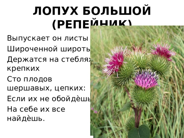 ЛОПУХ БОЛЬШОЙ (РЕПЕЙНИК) Выпускает он листы Широченной широты. Держатся на стеблях крепких Сто плодов шершавых, цепких: Если их не обойдѐшь – На себе их все найдѐшь. 