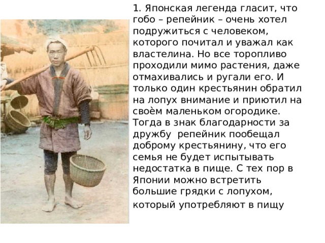 1. Японская легенда гласит, что гобо – репейник – очень хотел подружиться с человеком, которого почитал и уважал как властелина. Но все торопливо проходили мимо растения, даже отмахивались и ругали его. И только один крестьянин обратил на лопух внимание и приютил на своѐм маленьком огородике. Тогда в знак благодарности за дружбу репейник пообещал доброму крестьянину, что его семья не будет испытывать недостатка в пище. С тех пор в Японии можно встретить большие грядки с лопухом, который употребляют в пищу 