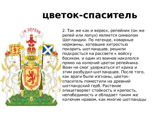цветок-спаситель 2. Так же как и вереск, репейник (он же репей или лопух) является символом Шотландии. По легенде, коварные норманны, хотевшие хитростью покорить шотландцев, решили подкрасться на рассвете к войску босиком, и один из воинов накололся прямо на колючий цветок репейника. Воин не смог удержаться от крика и этим разбудил шотландцев. После того, как враги были изгнаны, цветок-спаситель поместили на древний шотландский герб. Растение олицетворяет стойкость и крепость, непобедимость и обладает таким же колючим нравом, как многие шотландцы 