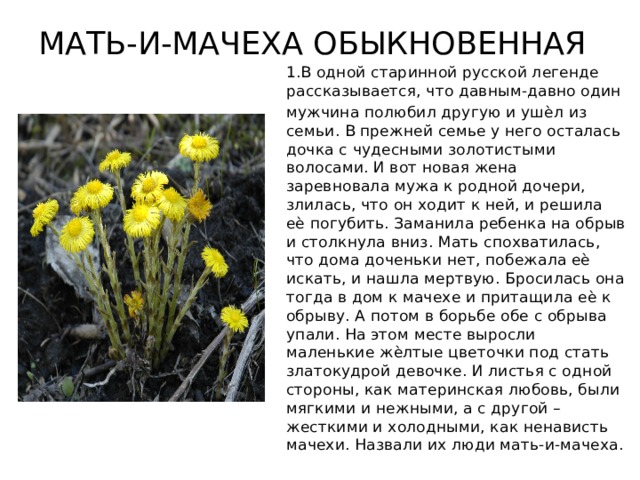 МАТЬ-И-МАЧЕХА ОБЫКНОВЕННАЯ 1.В одной старинной русской легенде рассказывается, что давным-давно один мужчина полюбил другую и ушѐл из семьи. В прежней семье у него осталась дочка с чудесными золотистыми волосами. И вот новая жена заревновала мужа к родной дочери, злилась, что он ходит к ней, и решила еѐ погубить. Заманила ребенка на обрыв и столкнула вниз. Мать спохватилась, что дома доченьки нет, побежала еѐ искать, и нашла мертвую. Бросилась она тогда в дом к мачехе и притащила еѐ к обрыву. А потом в борьбе обе с обрыва упали. На этом месте выросли маленькие жѐлтые цветочки под стать златокудрой девочке. И листья с одной стороны, как материнская любовь, были мягкими и нежными, а с другой – жесткими и холодными, как ненависть мачехи. Назвали их люди мать-и-мачеха. 