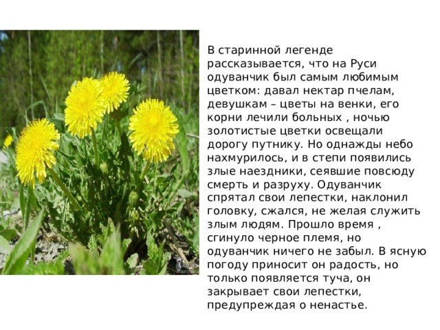 В старинной легенде рассказывается, что на Руси одуванчик был самым любимым цветком: давал нектар пчелам, девушкам – цветы на венки, его корни лечили больных , ночью золотистые цветки освещали дорогу путнику. Но однажды небо нахмурилось, и в степи появились злые наездники, сеявшие повсюду смерть и разруху. Одуванчик спрятал свои лепестки, наклонил головку, сжался, не желая служить злым людям. Прошло время , сгинуло черное племя, но одуванчик ничего не забыл. В ясную погоду приносит он радость, но только появляется туча, он закрывает свои лепестки, предупреждая о ненастье. 
