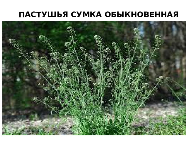 ПАСТУШЬЯ СУМКА ОБЫКНОВЕННАЯ 