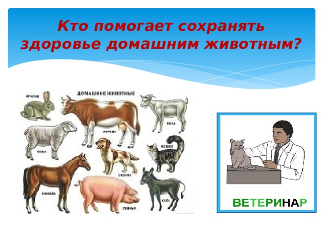 Кто помогает сохранять здоровье домашним животным? 