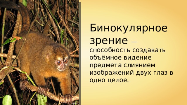 Бинокулярное зрение — способность создавать объёмное видение предмета слиянием изображений двух глаз в одно целое. dsasso 