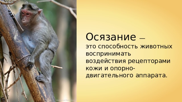 Осязание — это способность животных воспринимать воздействия рецепторами кожи и опорно-двигательного аппарата. Muhammad Mahdi Karim 