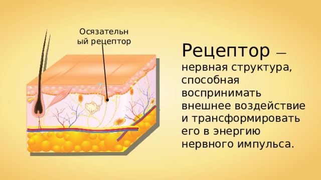 Осязательный рецептор Рецептор — нервная структура, способная воспринимать внешнее воздействие и трансформировать его в энергию нервного импульса. 