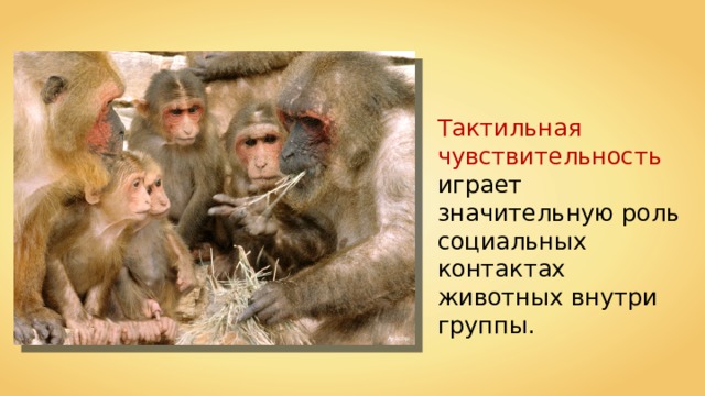 Тактильная чувствительность играет значительную роль социальных контактах животных внутри группы. Ayacop 