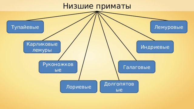 Низшие приматы Тупайевые Лемуровые Карликовые лемуры Индриевые Руконожковые Галаговые Долгопятовые Лориевые 