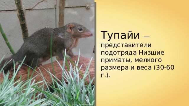 Тупайи — представители подотряда Низшие приматы, мелкого размера и веса (30-60 г.). Cymothoa exigua 