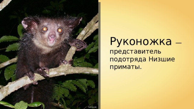 Руконожка — представитель подотряда Низшие приматы. Tom Junek 