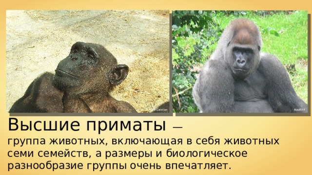 Ba'Gamnan Raul654 Высшие приматы — группа животных, включающая в себя животных семи семейств, а размеры и биологическое разнообразие группы очень впечатляет. 