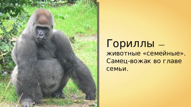 Гориллы — животные «семейные». Самец-вожак во главе семьи. Raul654 