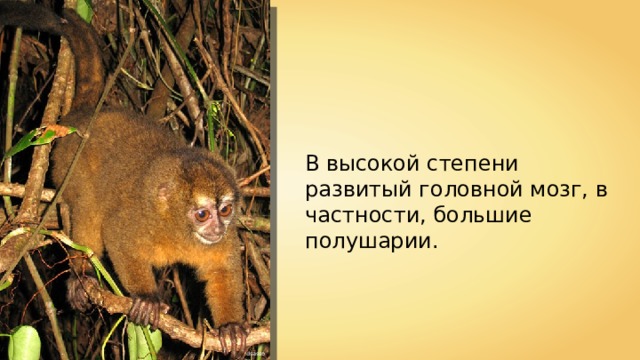В высокой степени развитый головной мозг, в частности, большие полушарии. dsasso 