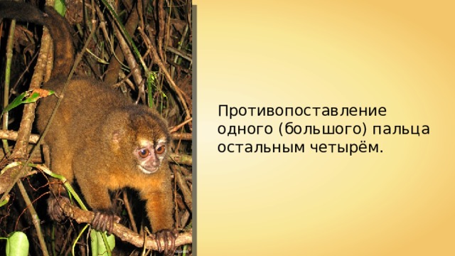 Противопоставление одного (большого) пальца остальным четырём. dsasso 