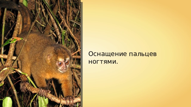 Оснащение пальцев ногтями. dsasso 