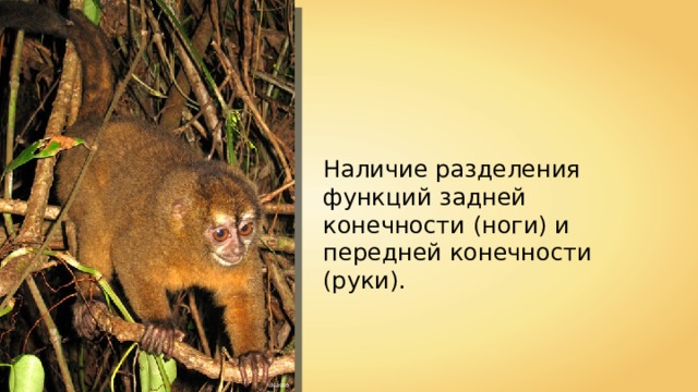 Наличие разделения функций задней конечности (ноги) и передней конечности (руки). dsasso 