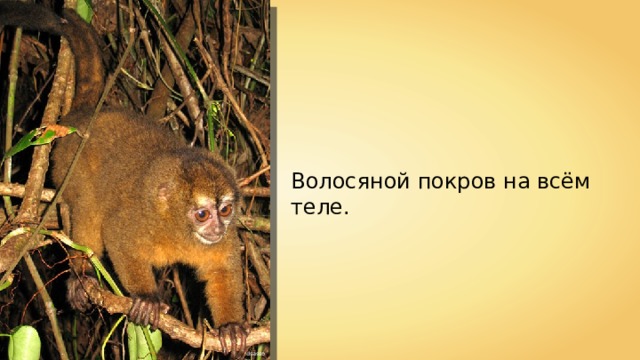 Волосяной покров на всём теле. dsasso 