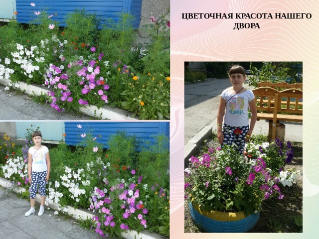 ЦВЕТОЧНАЯ КРАСОТА НАШЕГО ДВОРА ЦВЕТОЧНАЯ КРАСОТА НАШЕГО ДВОРА  