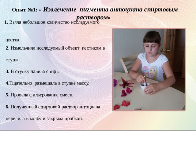 Опыт №1: « Извлечение пигмента антоциана спиртовым раствором » 1. Взяла небольшое количество исследуемого  цветка. 2. Измельчила исследуемый объект пестиком в ступке. 3. В ступку налила спирт. 4. Тщательно размешала в ступке массу. 5. Провела фильтрование смеси. 6. Полученный спиртовой раствор антоциана перелила в колбу и закрыла пробкой. 
