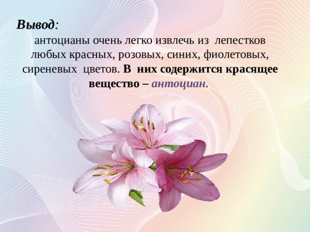 Вывод : антоцианы очень легко извлечь из лепестков любых красных, розовых, синих, фиолетовых, сиреневых цветов. В них содержится красящее вещество – антоциан. 