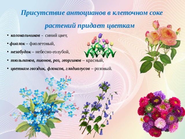  Присутствие антоцианов в клеточном соке растений придает цветкам   колокольчиков - синий цвет,  фиалок – фиолетовый,  незабудок – небесно-голубой,  тюльпанов, пионов, роз, георгинов – красный,  цветкам гвоздик, флоксов, гладиолусов – розовый.  .  