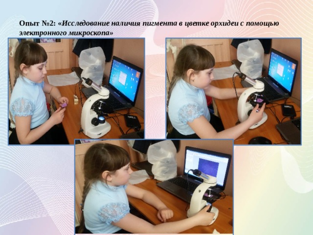 Опыт №2: « Исследование наличия пигмента в цветке орхидеи с помощью электронного микроскопа» 