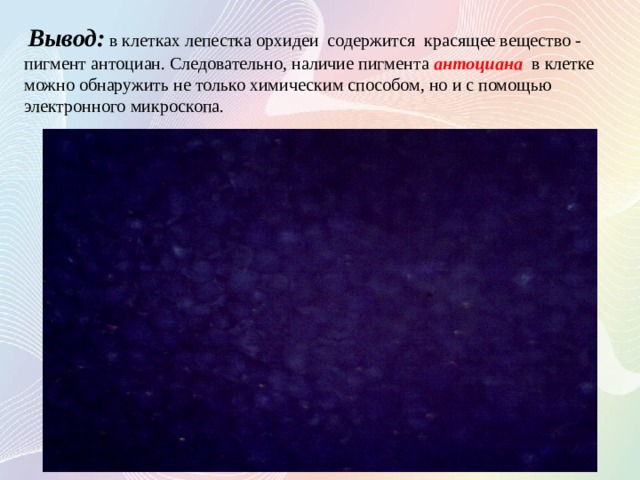  Вывод:  в клетках лепестка орхидеи содержится красящее вещество - пигмент антоциан. Следовательно, наличие пигмента антоциана в клетке можно обнаружить не только химическим способом, но и с помощью электронного микроскопа.  .  
