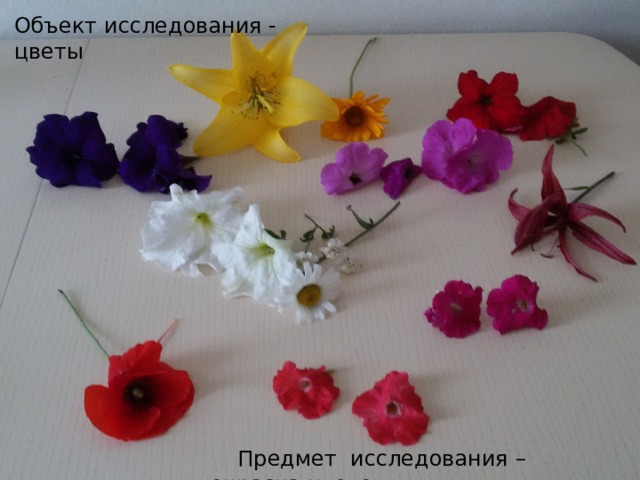 Объект исследования - цветы Предмет исследования – окраска цветов  Предмет исследования – окраска цветов  