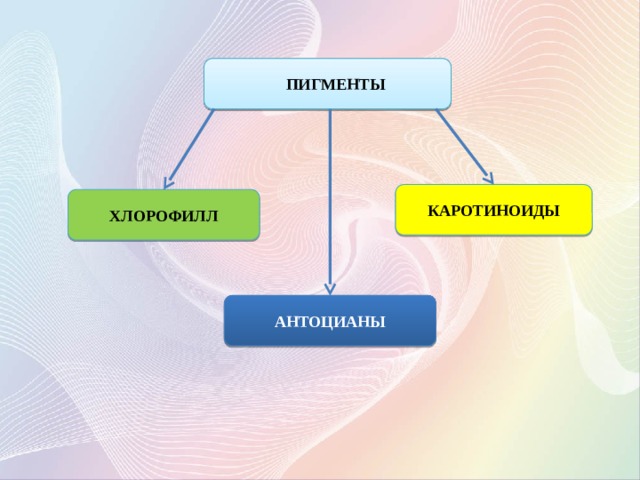  ПИГМЕНТЫ КАРОТИНОИДЫ ХЛОРОФИЛЛ АНТОЦИАНЫ 