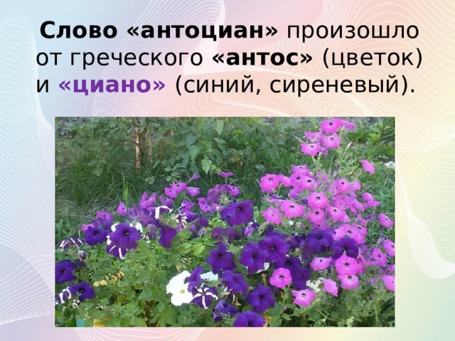 Слово «антоциан» произошло от греческого «антос» (цветок) и «циано» (синий, сиреневый).  