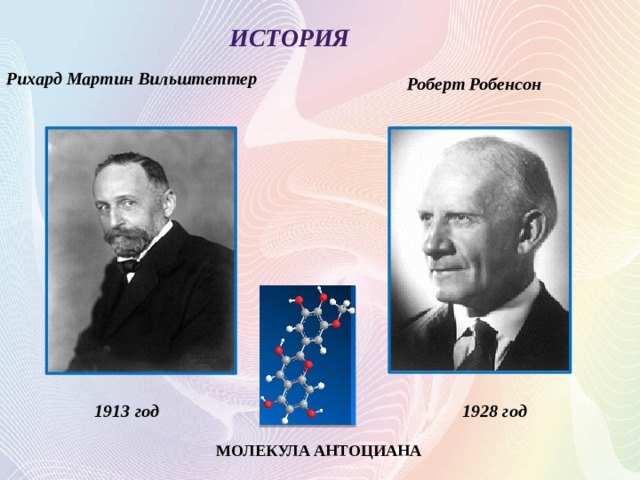 История Рихард Мартин Вильштеттер Роберт  Робенсон МОЛЕКУЛА АНТОЦИАНА 1913 год 1928 год МОЛЕКУЛА АНТОЦИАНА  