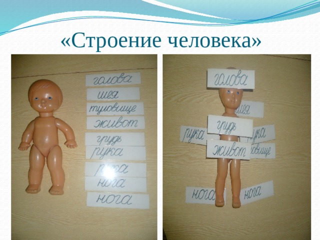 «Строение человека» 
