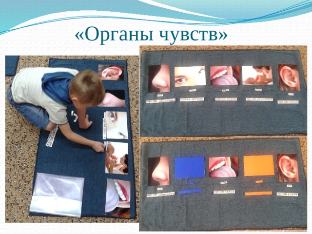 «Органы чувств» 