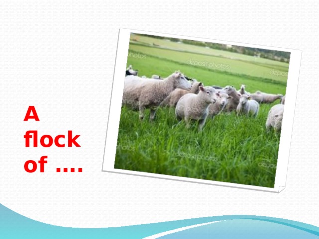 A flock of …. 