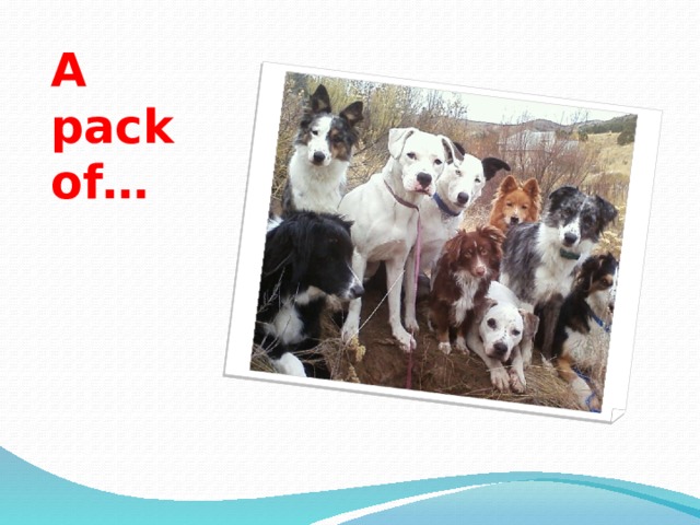 A pack of… 