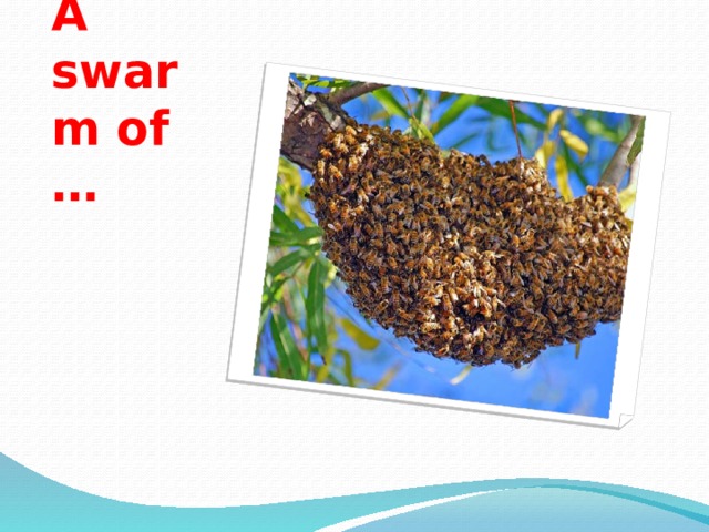A swarm of … 