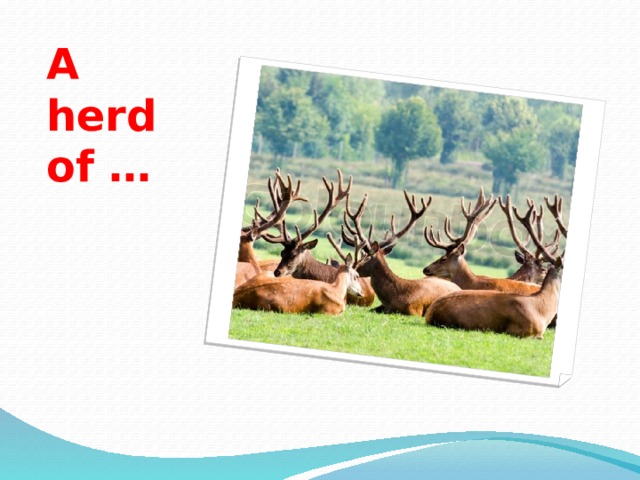 A herd of … 