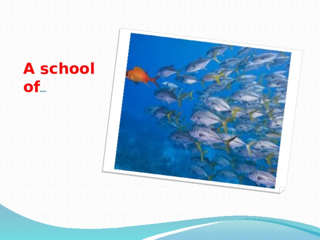 A school of … 