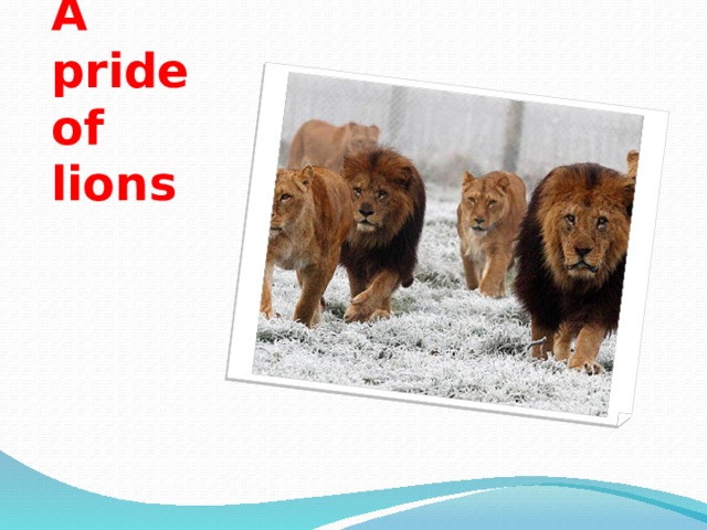 A pride of lions 