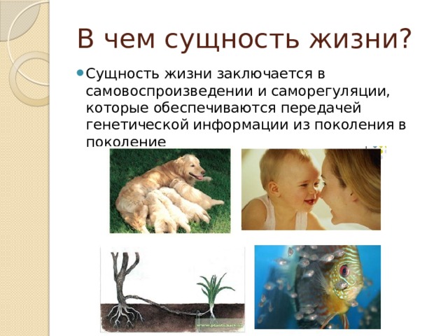 В чем сущность жизни? Сущность жизни заключается в самовоспроизведении и саморегуляции, которые обеспечиваются передачей генетической информации из поколения в поколение 
