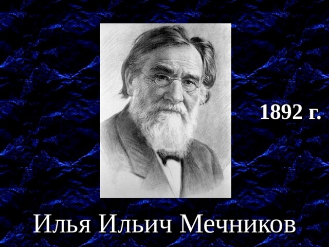 1892 г. Открытие фагоцитоза. Илья Ильич Мечников  