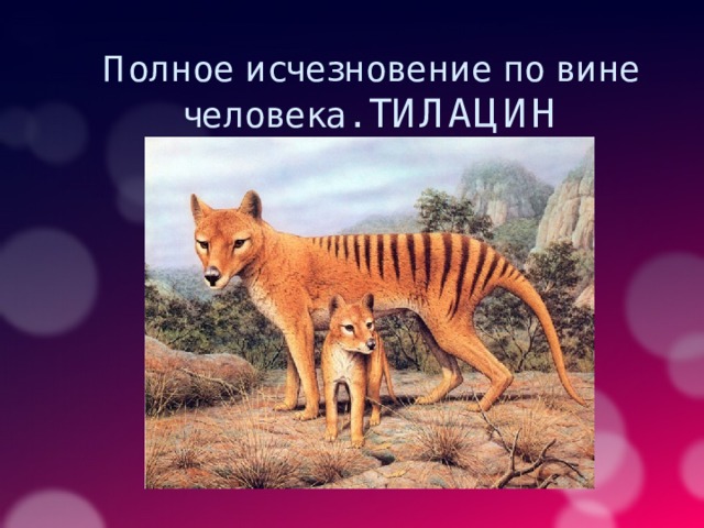 Полное исчезновение по вине человека. ТИЛАЦИН 