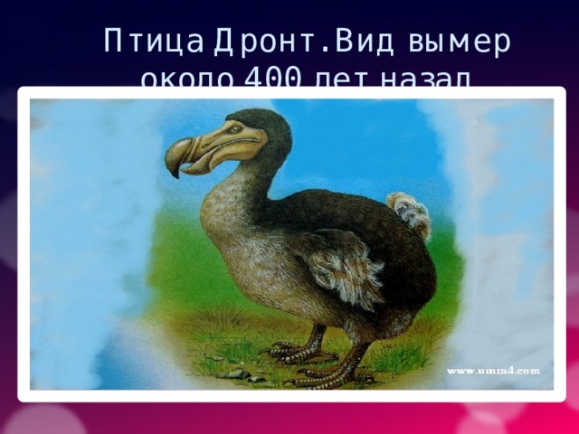 Птица Дронт. Вид вымер около 400 лет назад 