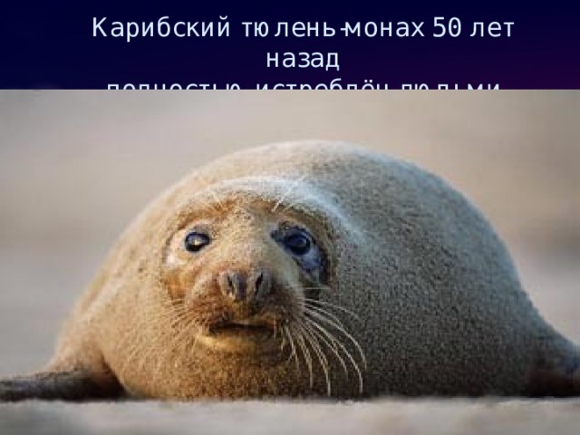 Карибский тюлень-монах 50 лет назад  полностью истреблён людьми 