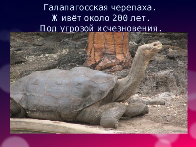 Галапагосская черепаха.  Живёт около 200 лет.  Под угрозой исчезновения. 
