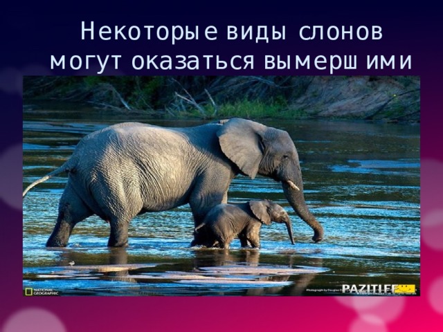 Некоторые виды слонов могут оказаться вымершими 